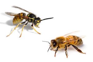 bees-wasps.jpg