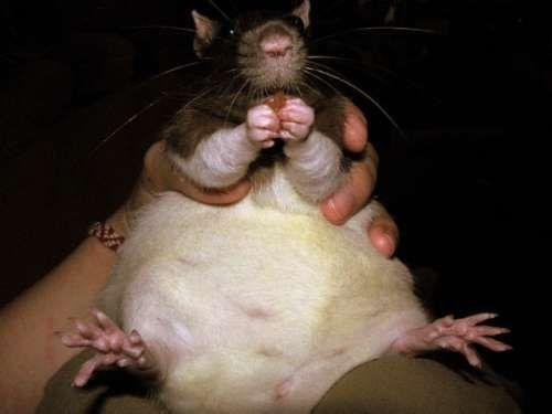Image result for fat rat